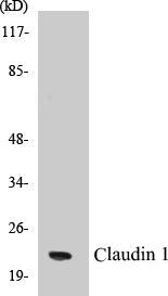 Western blot analysis of extracts from HeLa cells, using Claudin 1 Antibody.