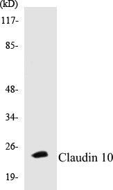 Western blot analysis of extracts from LOVO cells, using Claudin 10 Antibody.