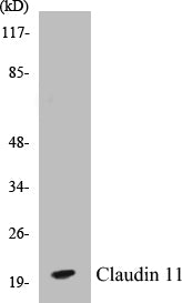 Western blot analysis of extracts from mouse brain cells, using Claudin 11 Antibody.
