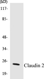 Western blot analysis of extracts from NIH-3T3 cells, using Claudin 2 Antibody.