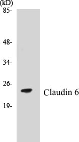 Western blot analysis of extracts from Jurkat cells, using CLDN6 Antibody.