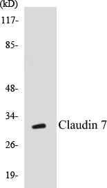 Western blot analysis of extracts from rat liver cells, using Claudin 7 (Ab-210) Antibody.