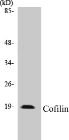 Western blot analysis of extracts from COLO205/293 cells, using Cofilin (Ab-3) Antibody.