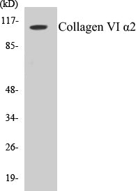 Western blot analysis of extracts from K562/A549/HT-29/COS7 cells, using Collagen VI alpha2 Antibody.