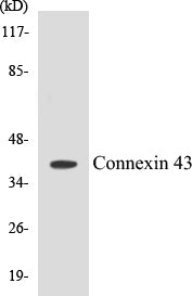 Western blot analysis of extracts from A549 cells, using Connexin 43 Antibody.