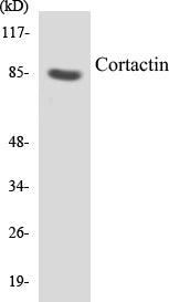 Western blot analysis of extracts from HeLa cells, treated with H2O2, using Cortactin (Ab-421) Antibody.