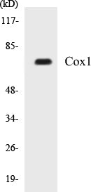 Western blot analysis of extracts from HuvEc cells, using Cox1 Antibody.