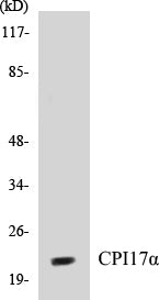 Western blot analysis of extracts from HT-29 cells, using CPI17 alpha (Ab-38) Antibody.