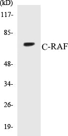 Western blot analysis of extracts from K562 cells, using C-RAF (Ab-259) Antibody.