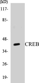 Western blot analysis of extracts from HeLa cells, treated with Insulin 0.01U/ml 15', using CREB (Ab-121) Antibody.