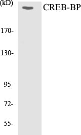 Western blot analysis of extracts from HeLa cells, treated with Insulin 0.01U/ml 15', using CREB-BP Antibody.