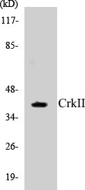 Western blot analysis of extracts from COS7 cells, using CrkII (Ab-221) Antibody.
