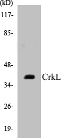 Western blot analysis of extracts from 293 cells, using CrkL (Ab-207) Antibody.