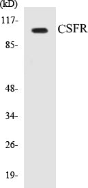 Western blot analysis of extracts from HT29 cells, using CSFR (Ab-809) Antibody.