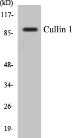 Western blot analysis of extracts from HeLa cells, using Cullin 1 Antibody.