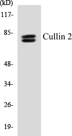 Western blot analysis of extracts from LOVO cells, using Cullin 2 Antibody.