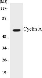 Western blot analysis of extracts from COS7 cells, using Cyclin A Antibody.