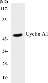 Western blot analysis of extracts from SKOV3 cells, using Cyclin A1 Antibody.