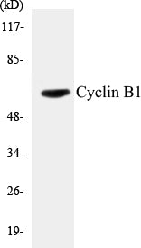 Western blot analysis of extracts from K562 cells, treated with serum 10% 15', using Cyclin B1 (Ab-126) Antibody.