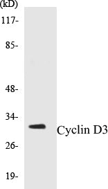 Western blot analysis of extracts from COS7 cells, treated with Forskolin 40nM 30', using Cyclin D3 (Ab-283) Antibody.
