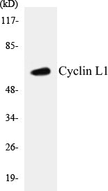 Western blot analysis of extracts from HepG2 cells, using Cyclin L1 Antibody.