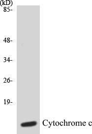 Western blot analysis of extracts from COS7 cells, using Cytochrome c Antibody.
