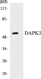 Western blot analysis of extracts from HuvEc cells, using DAPK3 (Ab-265) Antibody.