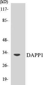 Western blot analysis of extracts from 293 cells, treated with Insulin 0.01U/ml 2', using DAPP1 (Ab-139) Antibody.