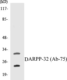 Western blot analysis of extracts from 293 cells, treated with EGF 200ng/ml 30', using DARPP-32 (Ab-75) Antibody.