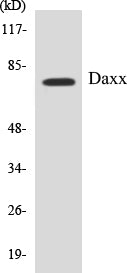 Western blot analysis of extracts from COS7 cells, treated with Serum 10% 30', using Daxx (Ab-668) Antibody.