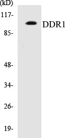 Western blot analysis of the lysates from HepG2 cells using DDR1 antibody.