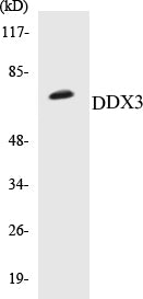 Western blot analysis of extracts from HepG2 cells, using DDX3/DEAD-box Protein 3 (Ab-322) Antibody.