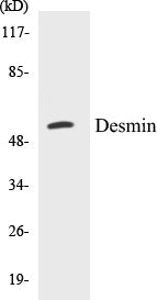 Western blot analysis of extracts from HeLa/HepG2 cells, using Desmin (Ab-60) Antibody.