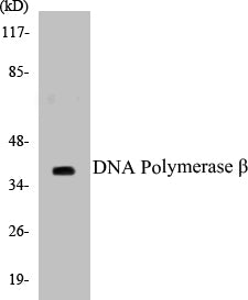 Western blot analysis of extracts from NIH-3T3 cells, using DNA Polymerase beta Antibody.