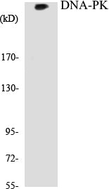 Western blot analysis of extracts from HeLa cells, using DNA-PK Antibody.