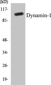 Western blot analysis of extracts from mouse brain cells, using Dynamin-1 (Ab-774) Antibody.