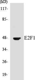 Western blot analysis of extracts from HeLa cells, treated with Etoposide 25uM 24h, using E2F1 (Ab-433) Antibody.