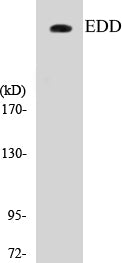 Western blot analysis of the lysates from K562 cells using EDD antibody.