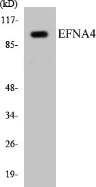 Western blot analysis of extracts from HepG2 cells, using EFNA4 Antibody.