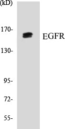 Western blot analysis of extracts from HeLa cells, using EGFR (Ab-1026) Antibody.