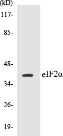 Western blot analysis of extracts from rat lung, using eIF2 alpha (Ab-51) Antibody.