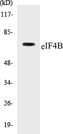Western blot analysis of extracts from HepG2/HuvEc cells, using eIF4B (Ab-422) Antibody.
