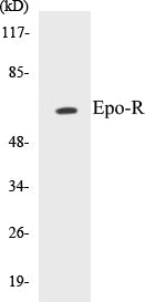 Western blot analysis of extracts from COS7 cells, treated with EPO 20U/ml 15', using Epo-R (Ab-368) Antibody.