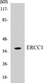 Western blot analysis of the lysates from HeLa cells using ERCC1 antibody.