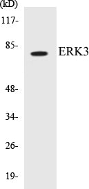 Western blot analysis of extracts from HeLa cells, using p97 MAPK (Ab-189) Antibody.
