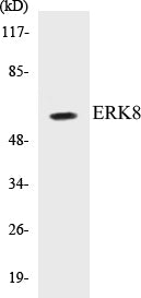 Western blot analysis of extracts from HepG2 cells, using ERK8 (Ab-175/177) Antibody.
