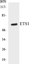 Western blot analysis of extracts from HeLa cells, treated with Serum 20% 15', using ETS1 (Ab-38) Antibody.