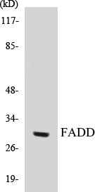 Western blot analysis of extracts from HeLa cells, treated with PMA 125ng/ml 30', using FADD (Ab-194) Antibody.