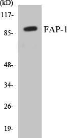 Western blot analysis of extracts from LOVO cells, using FAP-1 Antibody.