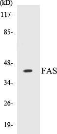 Western blot analysis of extracts from 293 cells, using FAS (Ab-291) Antibody.